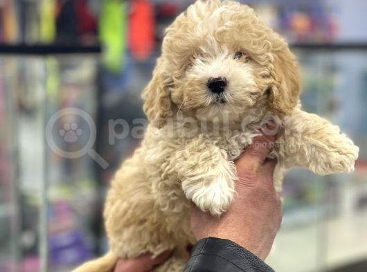 Party Color Toy Poodle Dişi Yavrumuz görsel