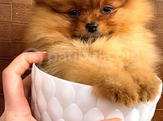 Teacup Orange  Erkek Pomerani̇an Boo görsel
