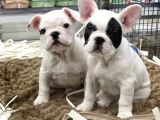 Muhteşem kalite french bulldog erkek yavrular