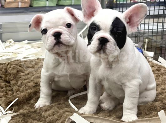 Muhteşem Kalite French Bulldog Erkek Yavrular