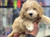 Party Color Toy Poodle Dişi Yavrumuz