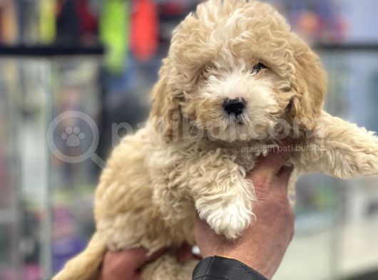 Party Color Toy Poodle Dişi Yavrumuz görsel