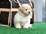 Xxs Malti̇poo Di̇şi̇ En İyi̇ Görsele Sahi̇p