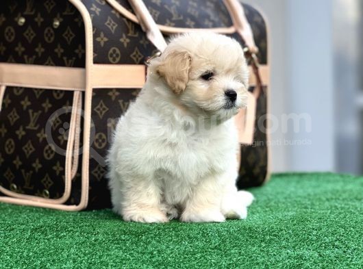 Xxs Malti̇poo Di̇şi̇ En İyi̇ Görsele Sahi̇p görsel