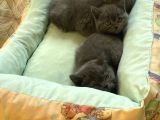 Sevimli Blue British Shorthair Erkek Yavrularımız