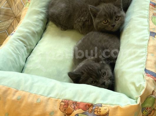 Sevimli Blue British Shorthair Erkek Yavrularımız görsel