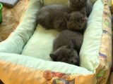 Sevimli Blue British Shorthair Erkek Yavrularımız