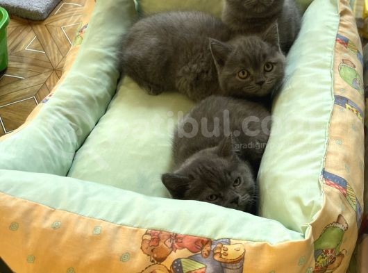 Sevimli Blue British Shorthair Erkek Yavrularımız görsel