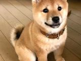 Shiba Inu Küçük Akita Safkan Orjinal Garantili