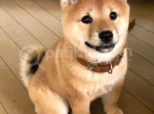 Shiba Inu Küçük Akita Safkan Orjinal Garantili görsel