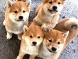 Shiba Inu Küçük Akita Safkan Orjinal Garantili