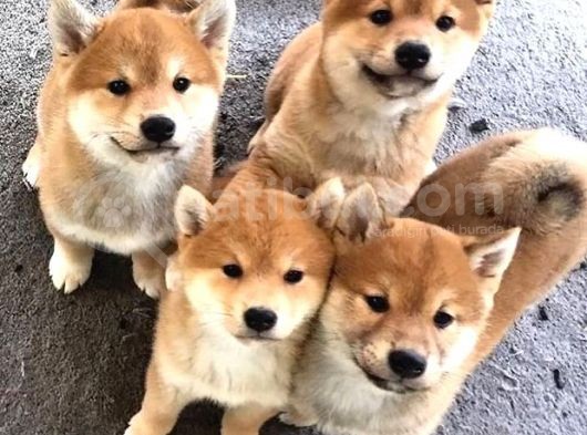 Shiba Inu Küçük Akita Safkan Orjinal Garantili görsel