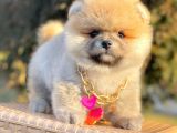 Safkan Pomeranian Boo Yavrularımız