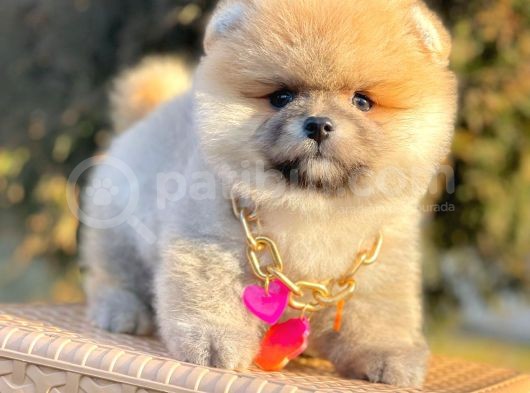 Safkan Pomeranian Boo Yavrularımız görsel