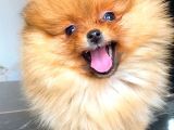 Teacup Orange  Erkek Pomerani̇an Boo