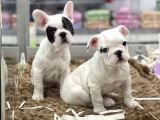 Muhteşem Kalite French Bulldog Erkek Yavrular