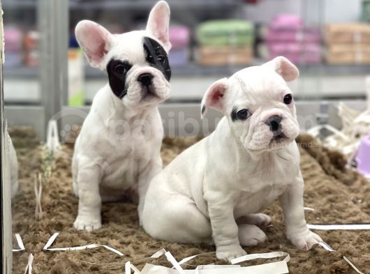 Muhteşem Kalite French Bulldog Erkek Yavrular görsel