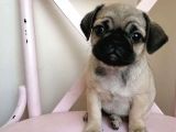 Safkan Krem Pug