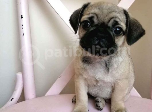 Safkan Krem Pug