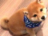 Shiba Inu Küçük Akita Safkan Orjinal Garantili