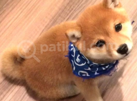 Shiba Inu Küçük Akita Safkan Orjinal Garantili