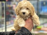 Party Color Toy Poodle Dişi Yavrumuz