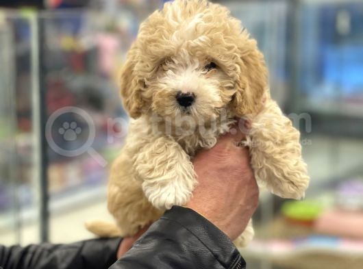 Party Color Toy Poodle Dişi Yavrumuz