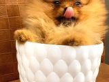 Teacup Orange  Erkek Pomerani̇an Boo
