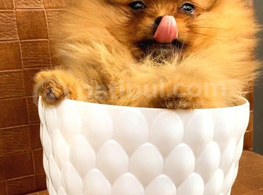 Teacup Orange  Erkek Pomerani̇an Boo görsel