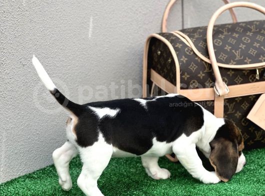 Show Görsele Sahi̇p Beagle görsel