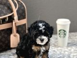 En Özel Renk Toy Poodle
