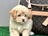En İyi̇ Görsele Sahi̇p Xxs Malti̇poo