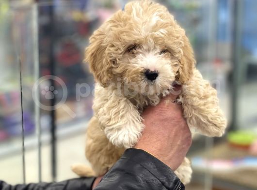 Party Color Toy Poodle Dişi Yavrumuz görsel