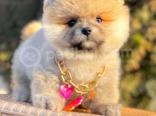 Safkan Pomeranian Boo Yavrularımız görsel