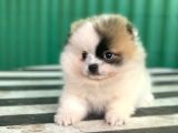 Nadi̇r Güzelli̇kte Party Color Pomerani̇an