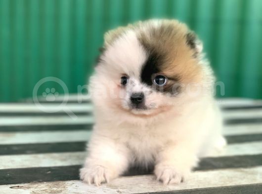Nadi̇r Güzelli̇kte Party Color Pomerani̇an görsel