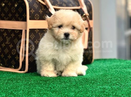 Xxs Malti̇poo Di̇şi̇ En İyi̇ Görsele Sahi̇p
