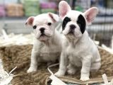 Muhteşem Kalite French Bulldog Erkek Yavrular