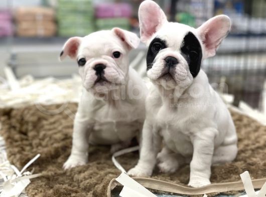 Muhteşem Kalite French Bulldog Erkek Yavrular görsel