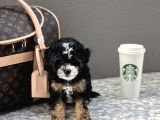 En Özel Renk Toy Poodle