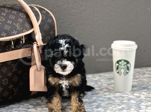 En Özel Renk Toy Poodle