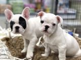 Muhteşem Kalite French Bulldog Erkek Yavrular