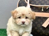 En İyi̇ Görsele Sahi̇p Xxs Malti̇poo