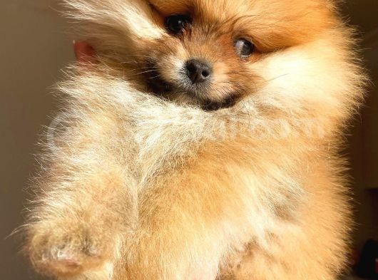Orange Erkek Pomerani̇an Boo görsel