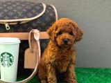 Gerçek Tedy Toy Poodle Kızımız