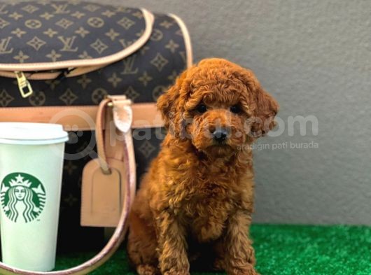 Gerçek Tedy Toy Poodle Kızımız görsel