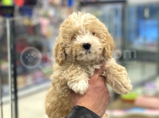 Party Color Toy Poodle Dişi Yavrumuz görsel