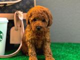 Gerçek Tedy Toy Poodle Kızımız