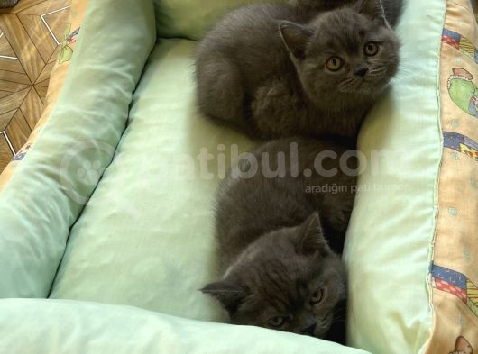 Sevimli Blue British Shorthair Erkek Yavrularımız görsel