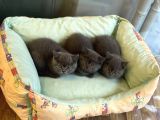 Sevimli Blue British Shorthair Erkek Yavrularımız